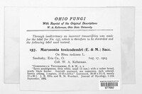 Marssonina toxicodendri image